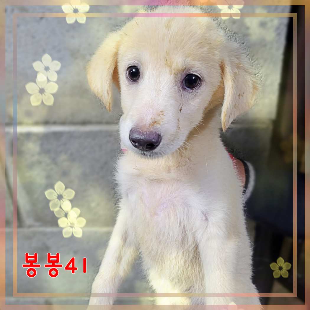 군산유기동물보호센터_445467202301607